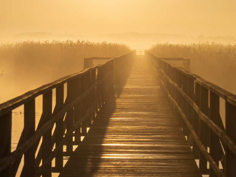 Federseesteg im Nebel